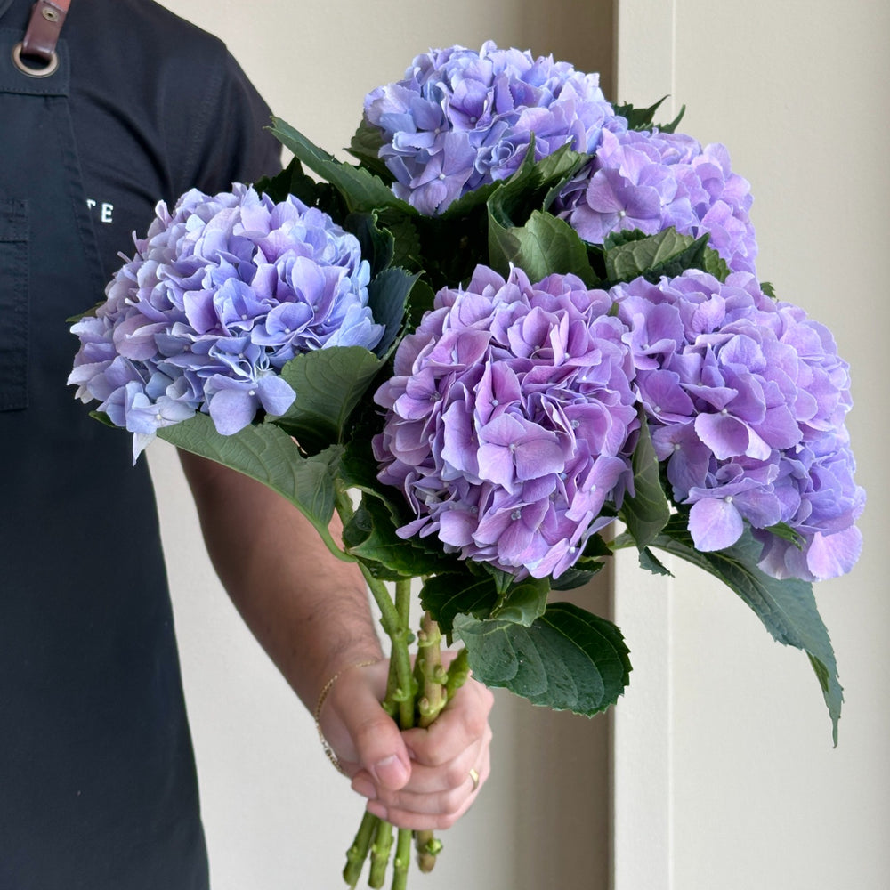 Hydrangeas - Royal Benefit Classic (lollipop)