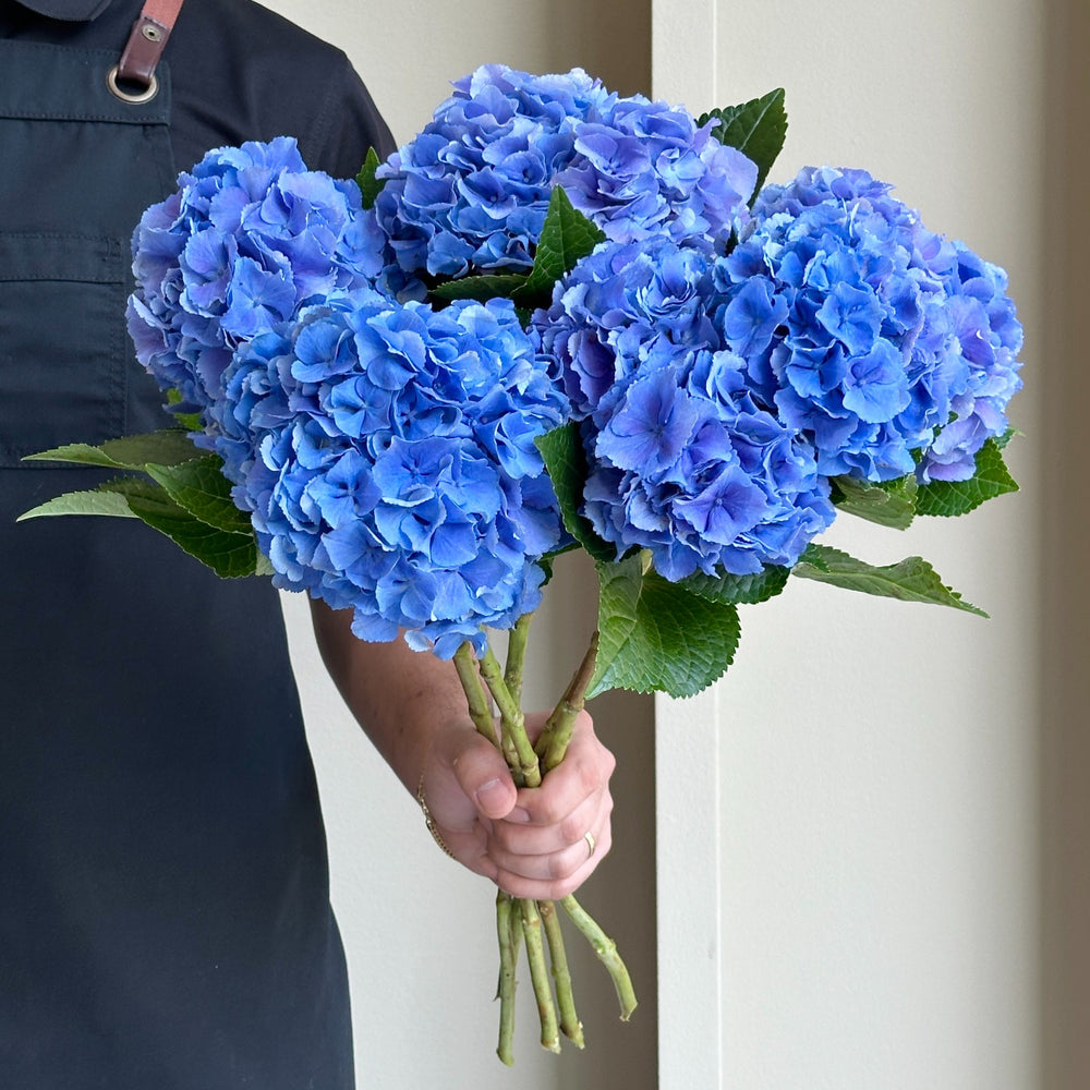 Hydrangeas - Royal Pride Blue