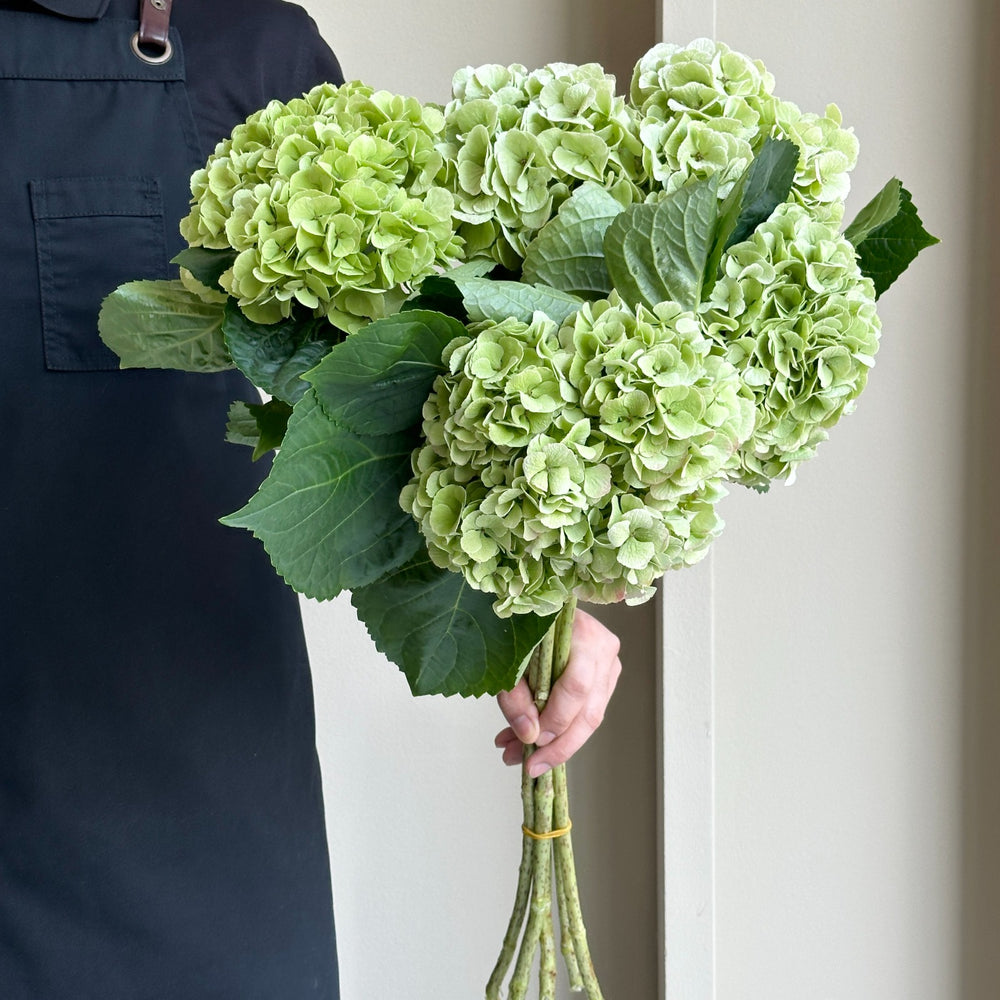 Hydrangeas - My Matcha Classic