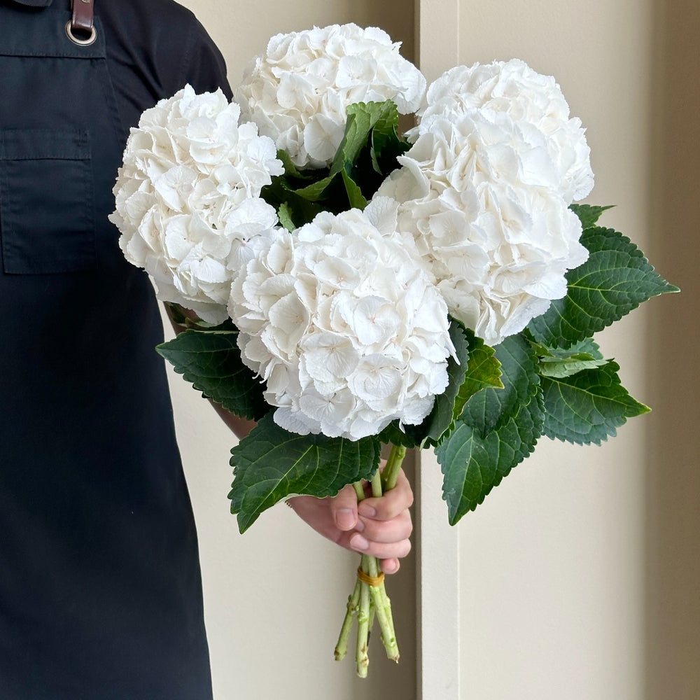 Hydrangeas - Royal Princess White