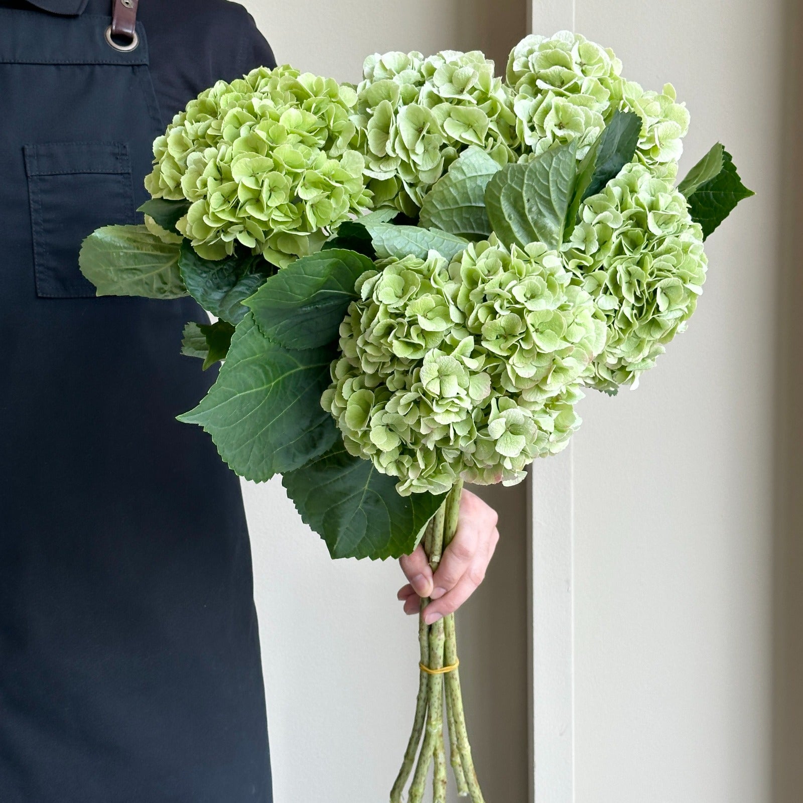 Hydrangeas - My Matcha Classic