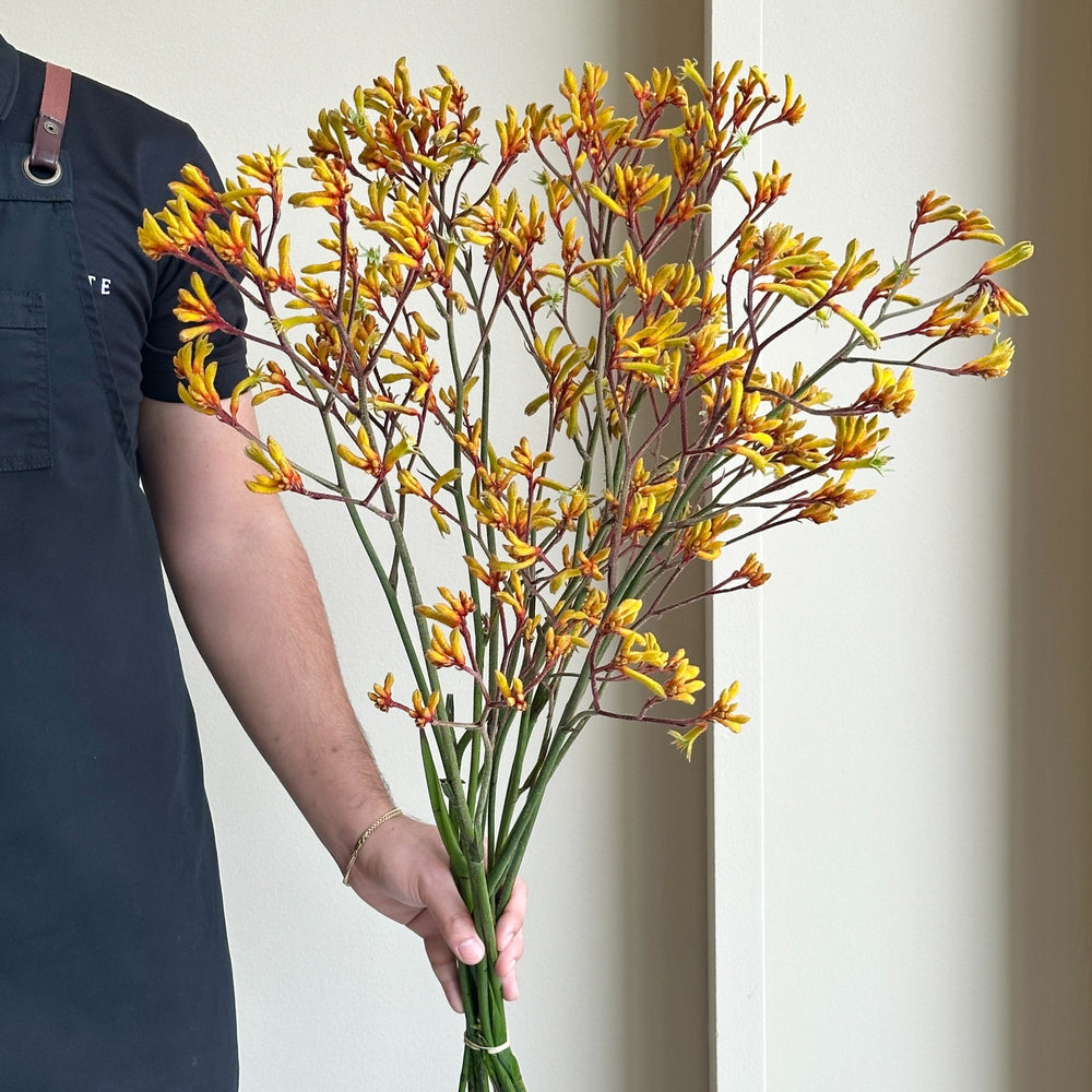 Kangaroo Paws - Orange (10 stems)