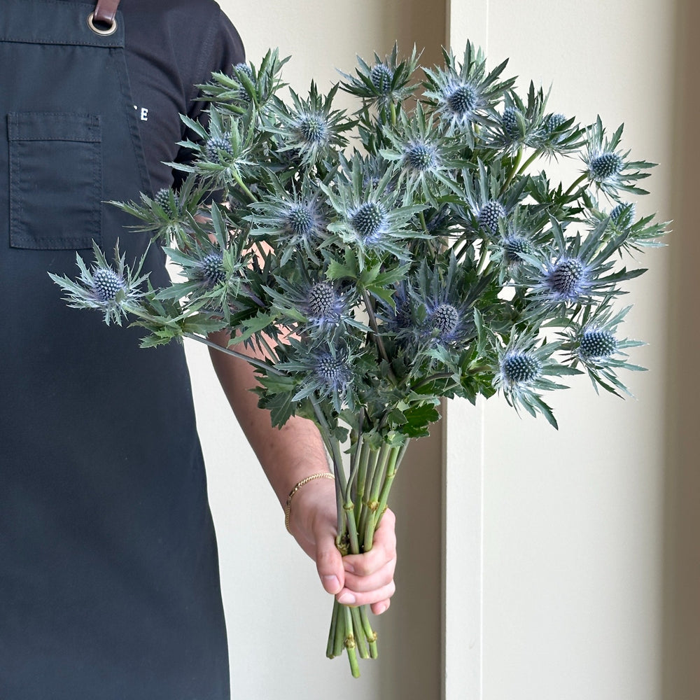 Eryngiums - Orion Blue