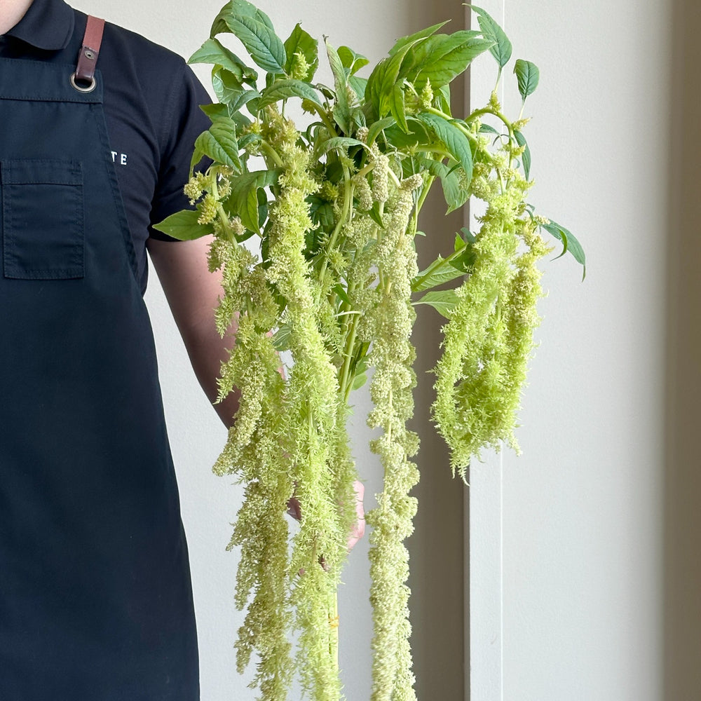 Amaranthus - Caudatus Green Spider