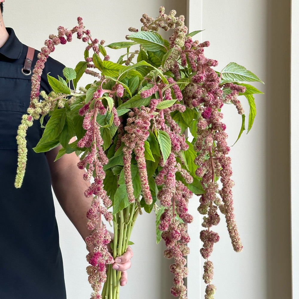 Amaranthus - Hanging Caudatus Mira Red