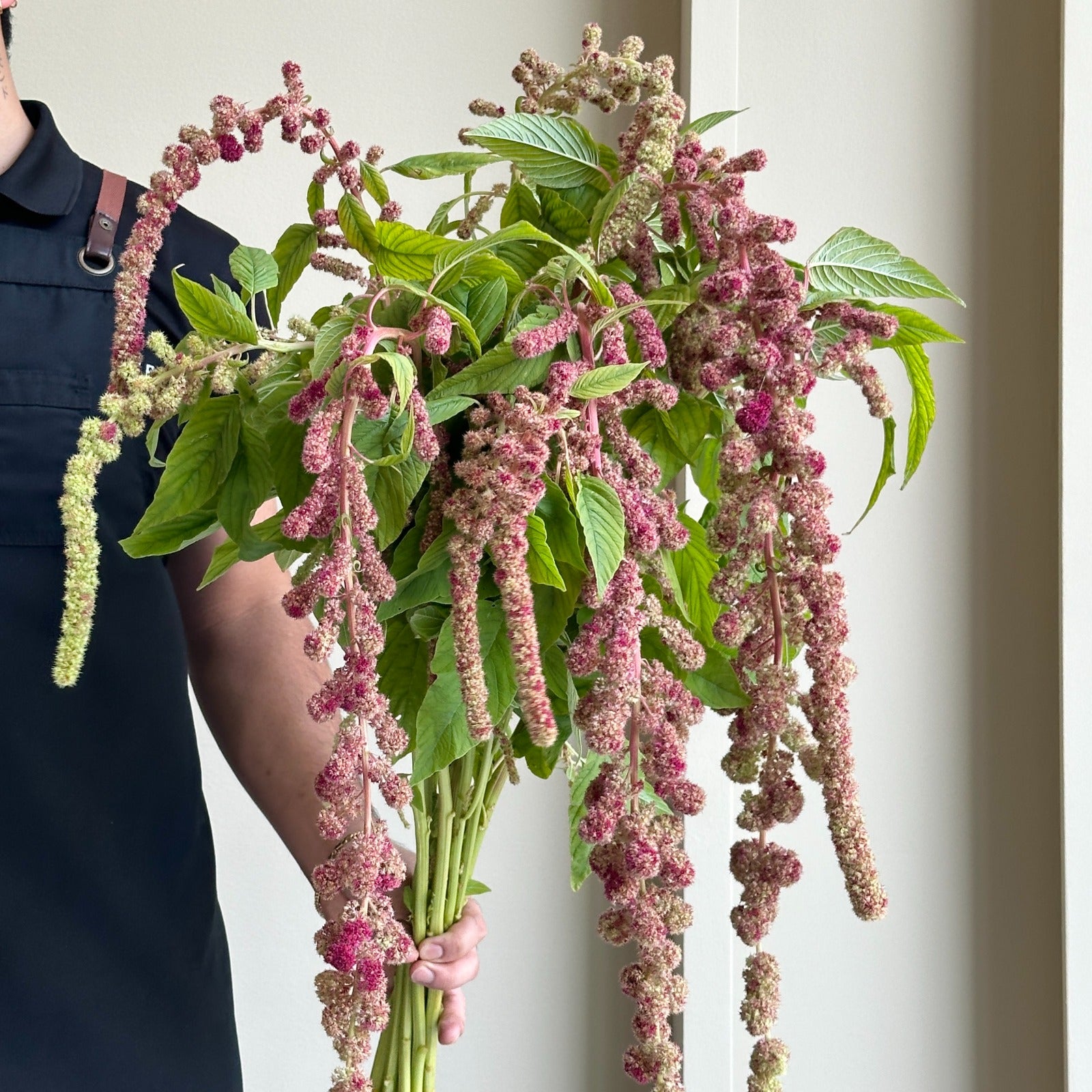 Amaranthus - Hanging Caudatus Mira Red