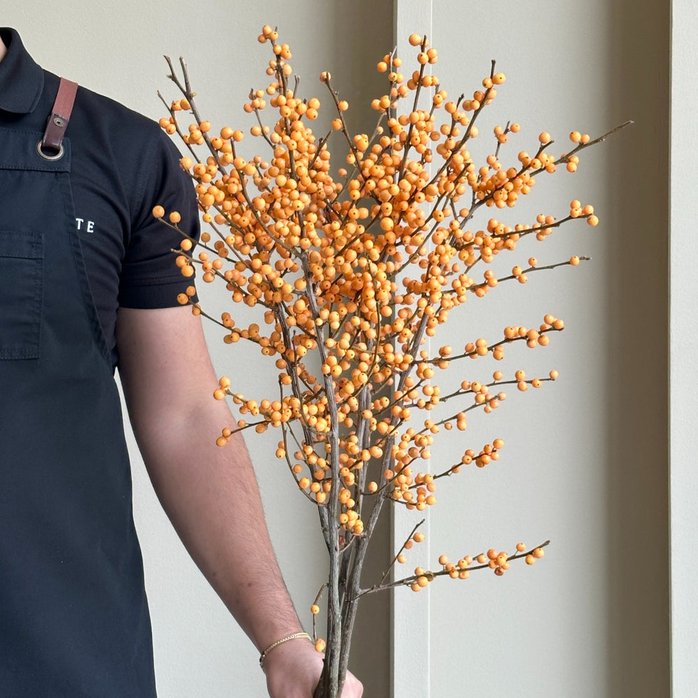 Ilex Verticillata - Golden Verboom (5 stems)