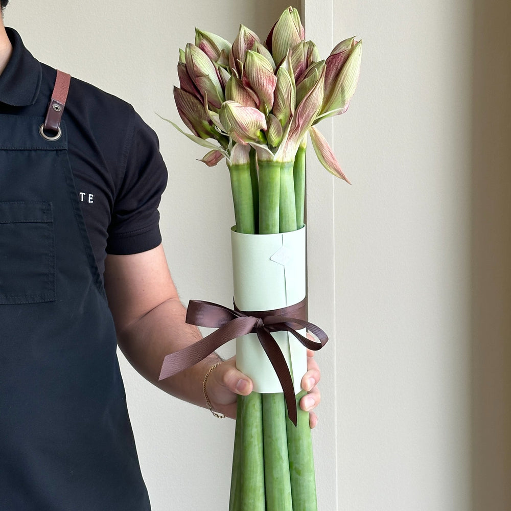 Amaryllis - Coral Flame (6 Stems)