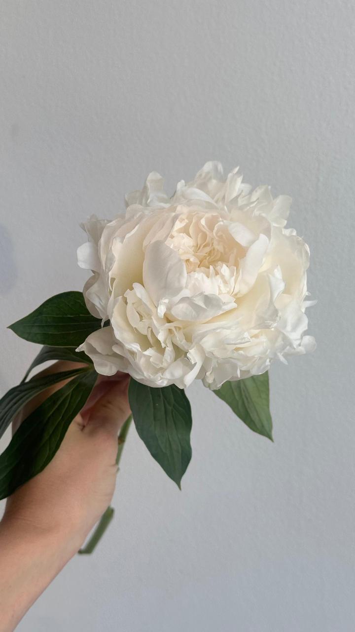 Peonies - Madame Claude Tain White