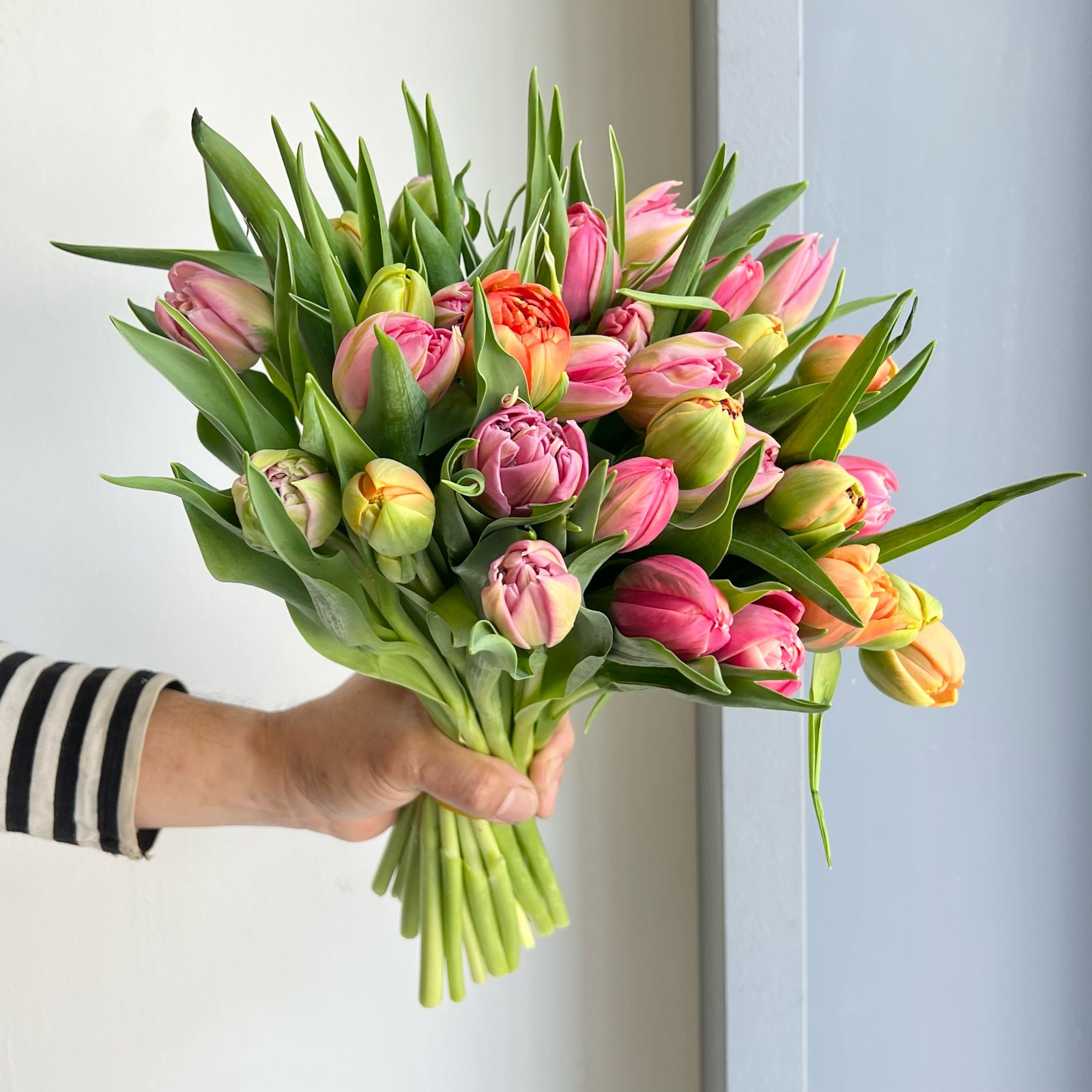 Tulips Double - Mixed Gemeng Papier