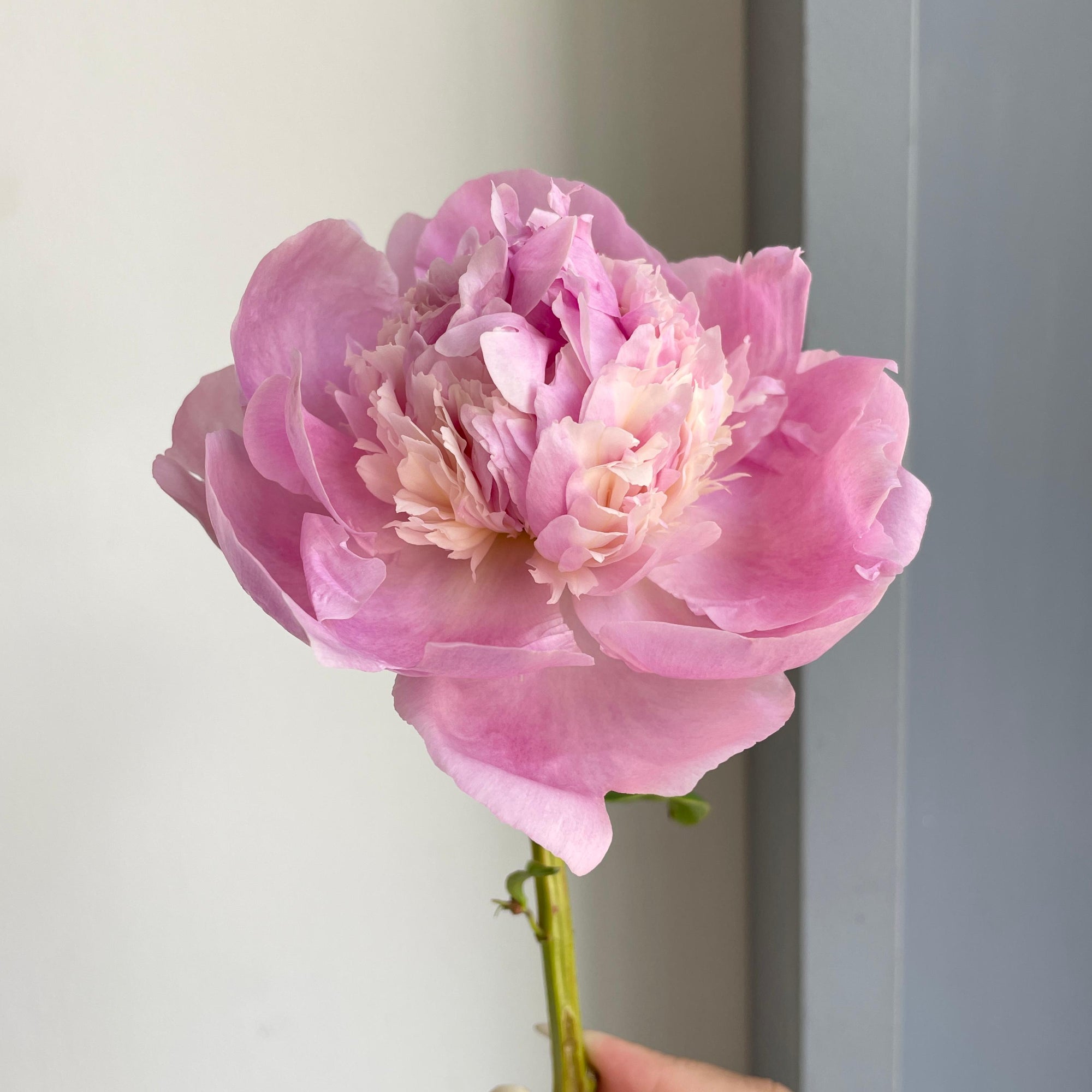 Peonies - Angel Cheeks Blush Pink (Small)