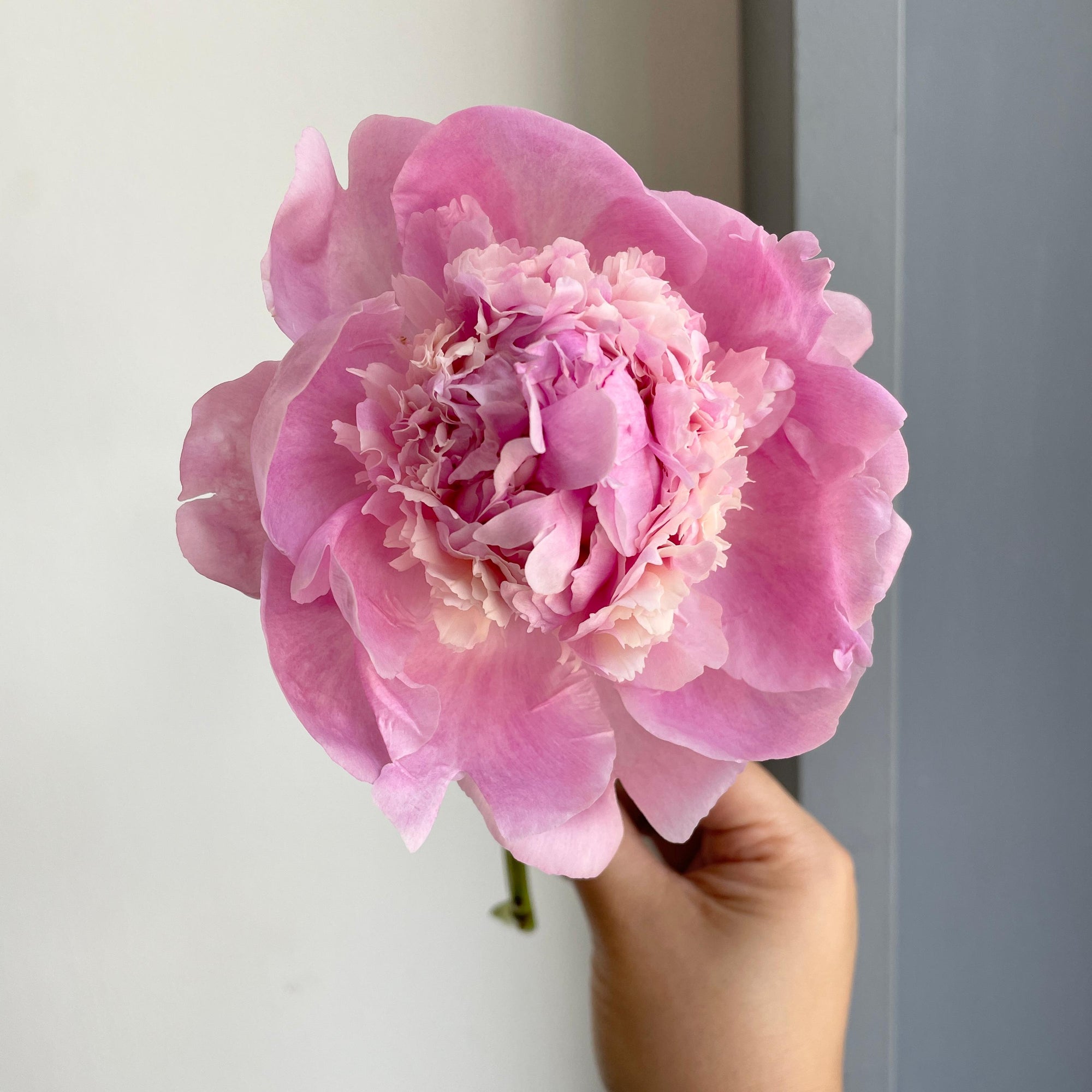 Peonies - Angel Cheeks Blush Pink (Small)