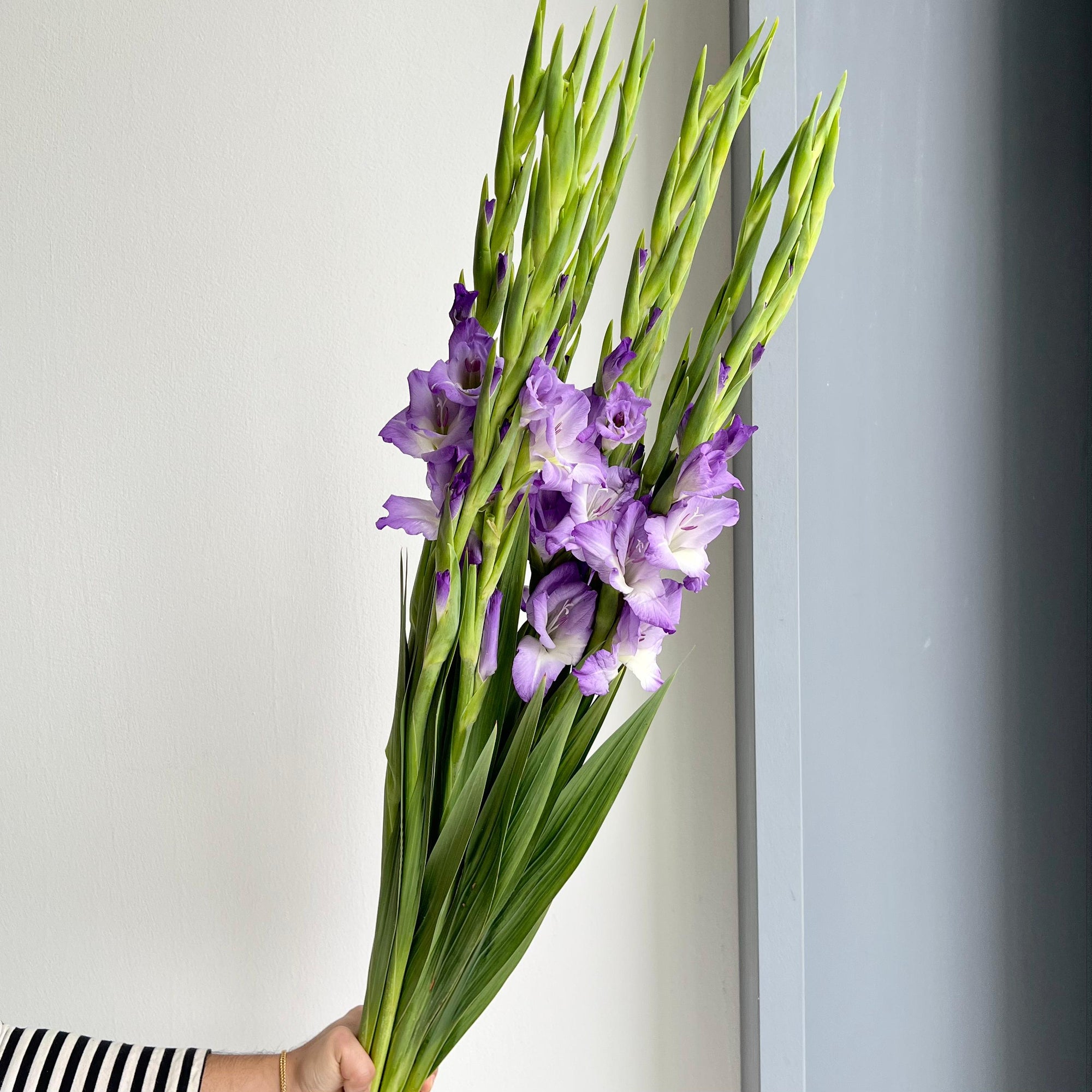 Gladioli - Sweet Blue