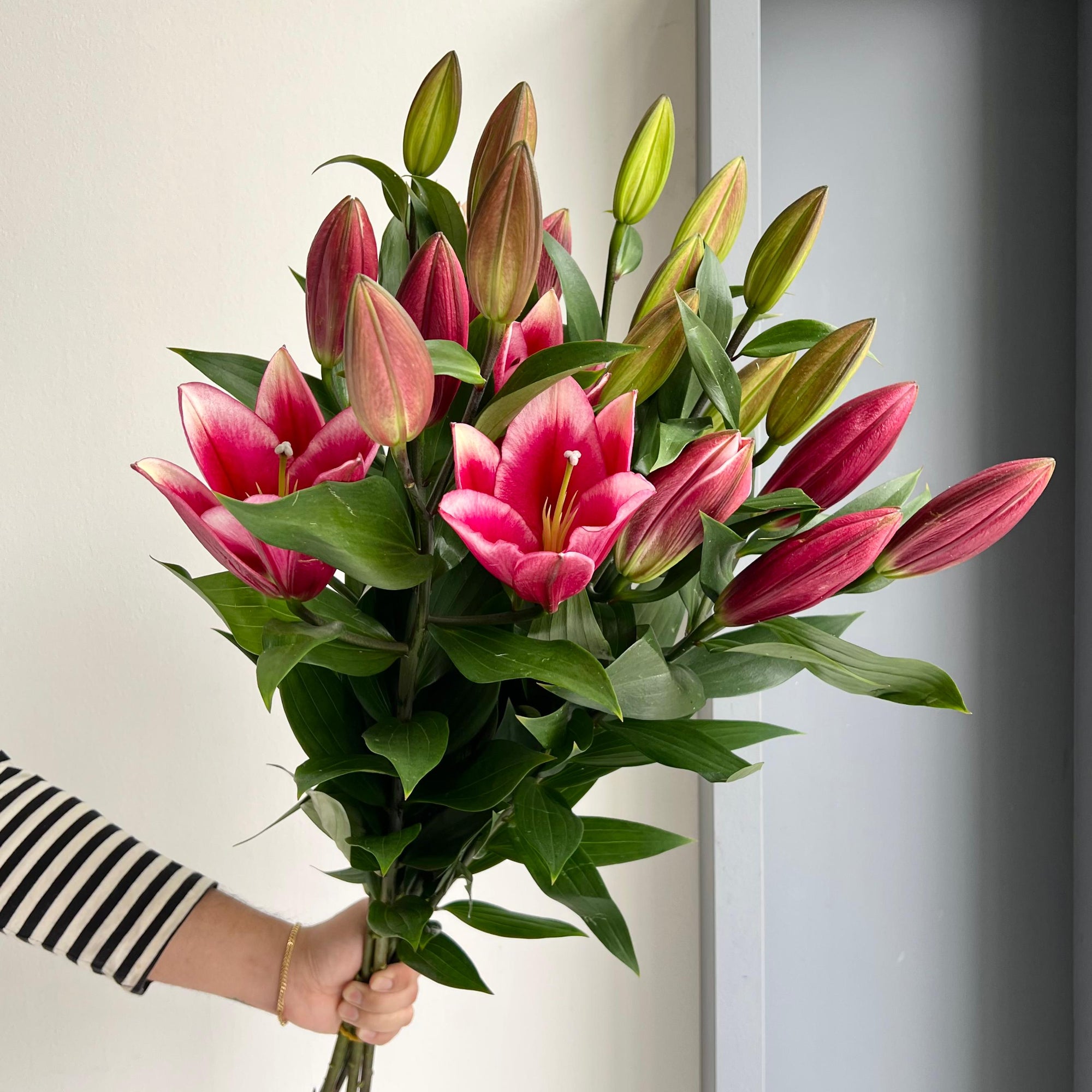 Lilies Orientpet - Invictus Red Xxl