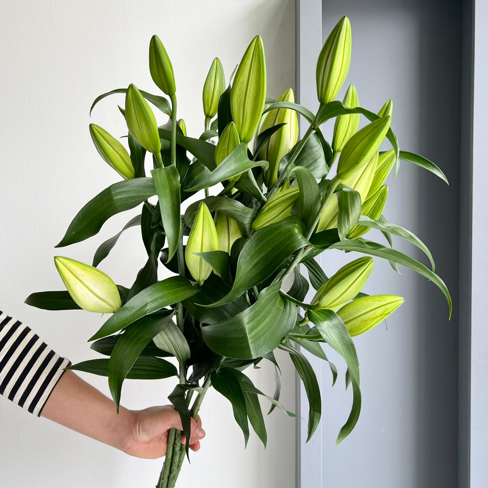 Lilies Orientpet - Westminster White