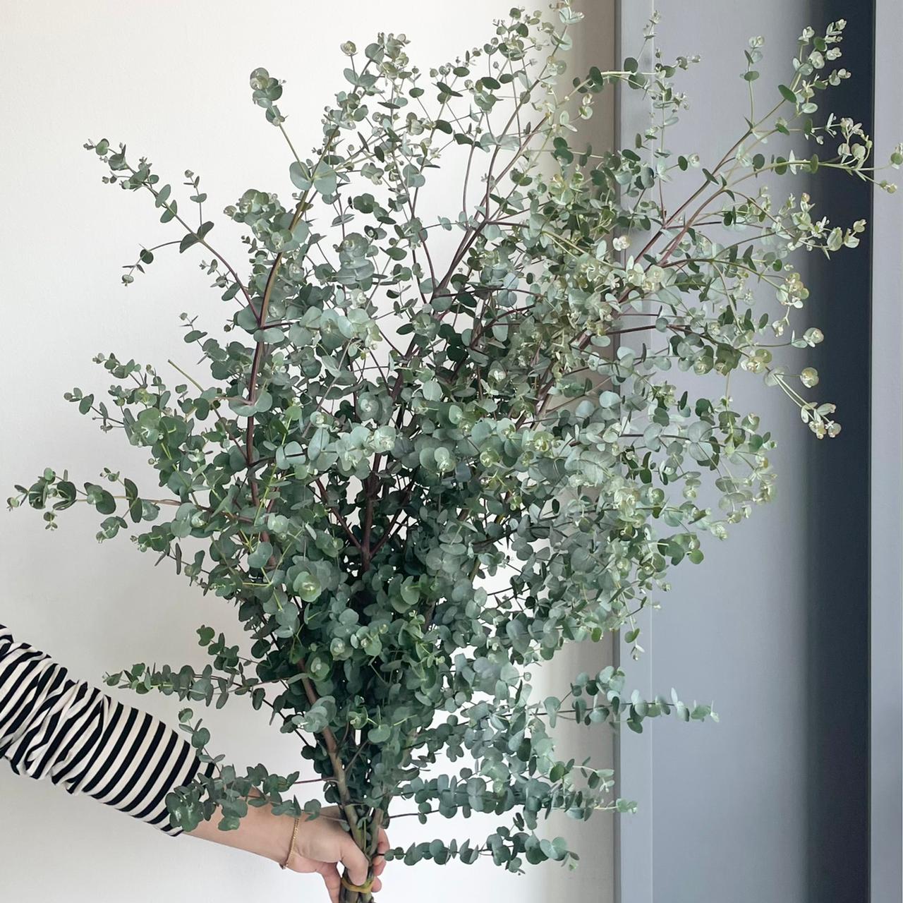 Eucalyptus Cinerea Azura Spray Tall