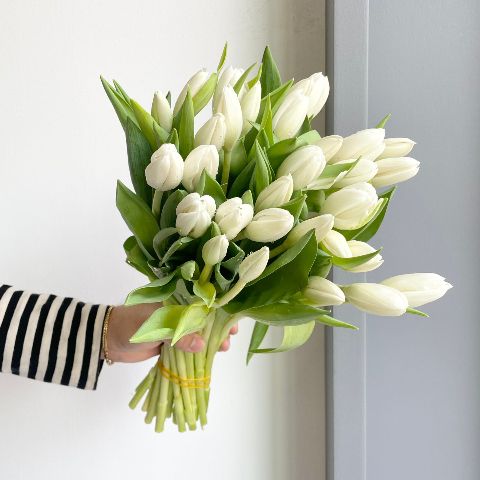 Tulips - Hakuun White