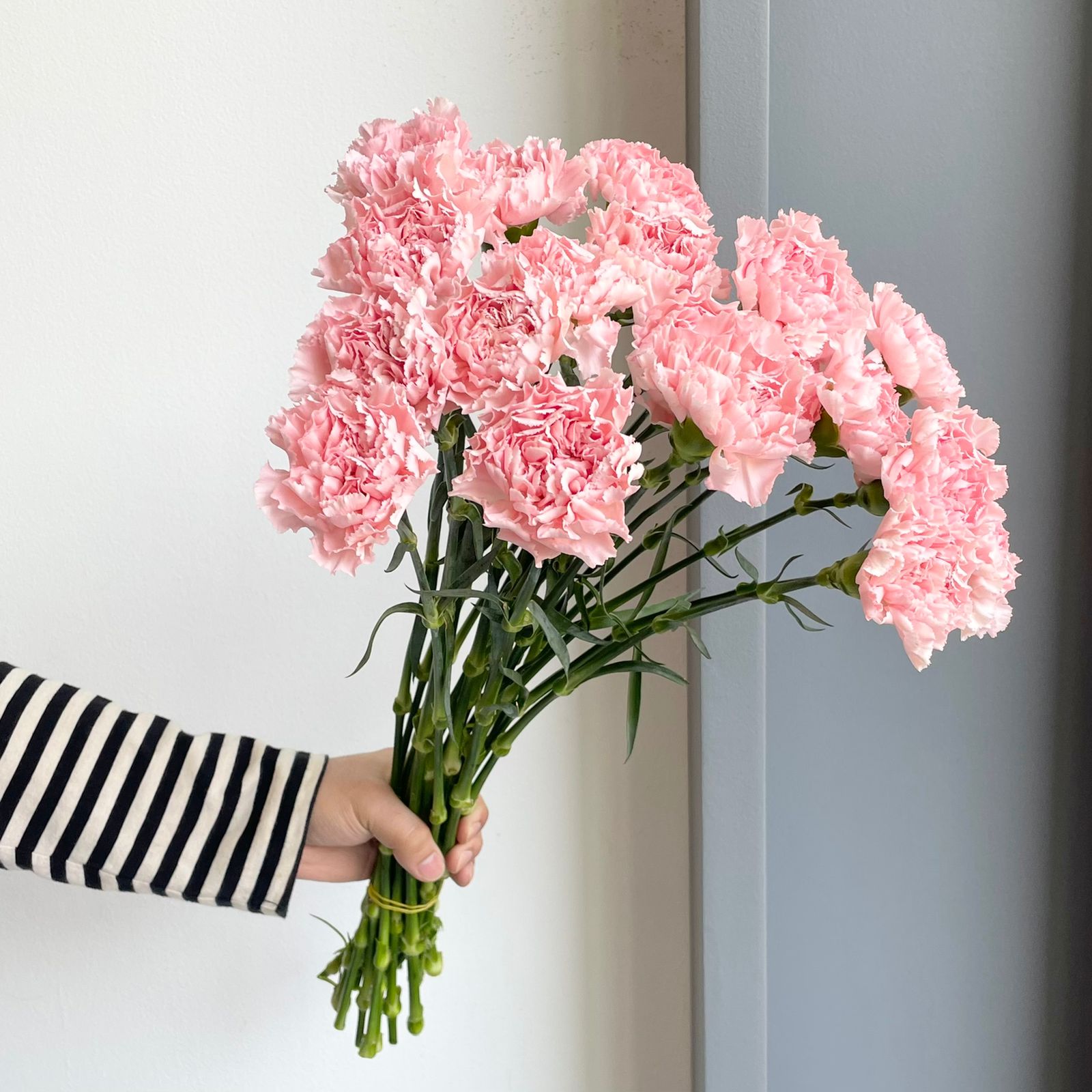 Carnations - Doncel Soft Pink