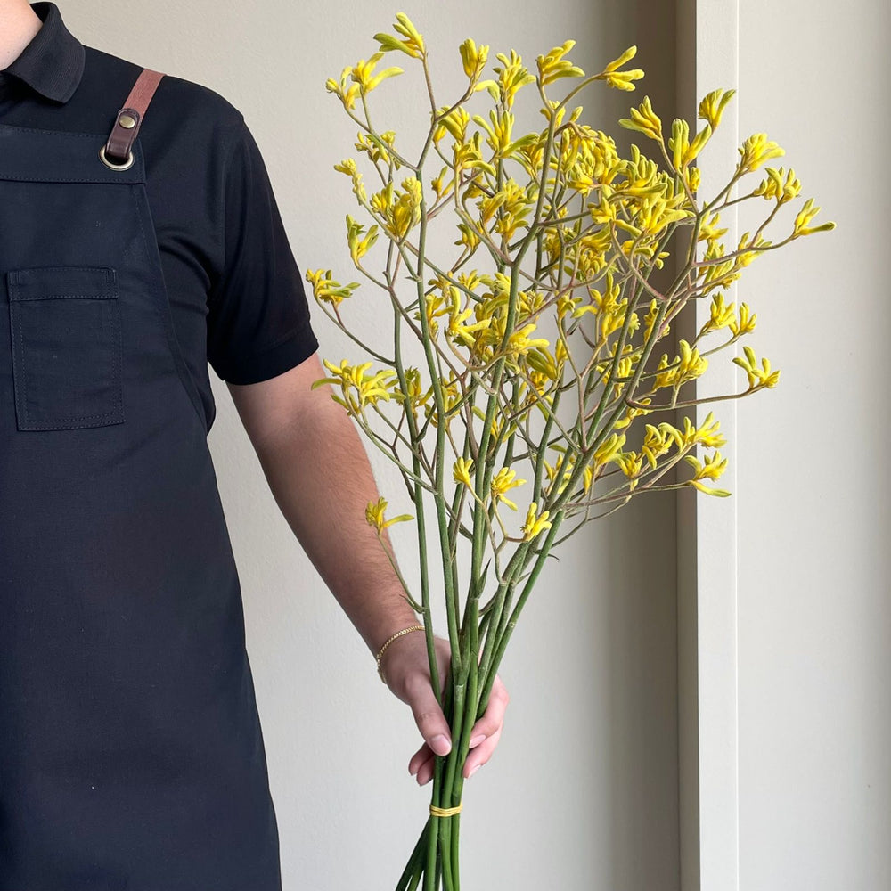 Kangaroo Paws - Bush Down Yellow