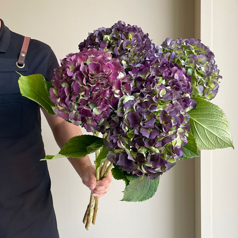 Hydrangeas - Verena Purple Classic