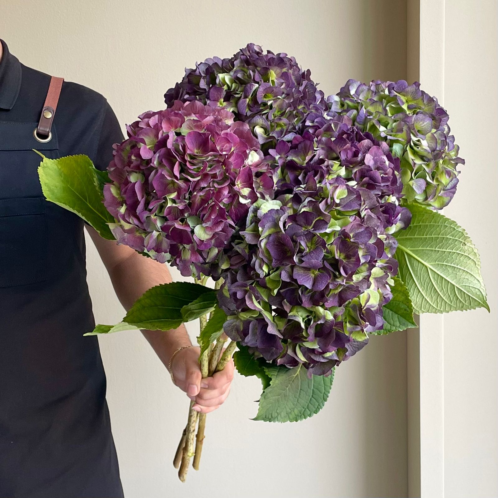 Hydrangeas - Verena Purple Classic