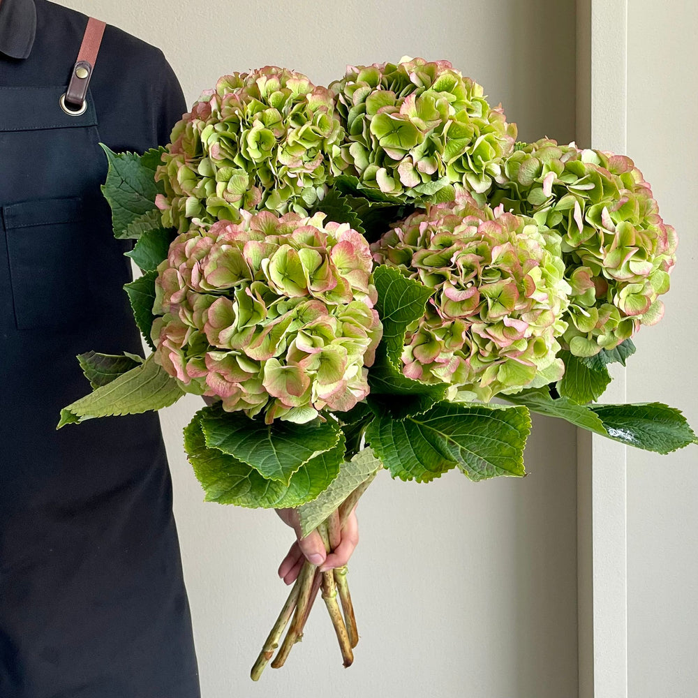 Hydrangeas - Verena Classic Pink XL