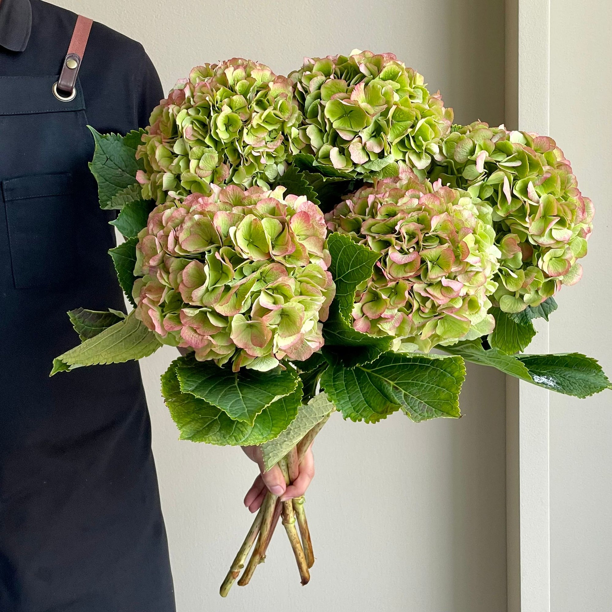 Hydrangeas - Verena Classic Pink XL