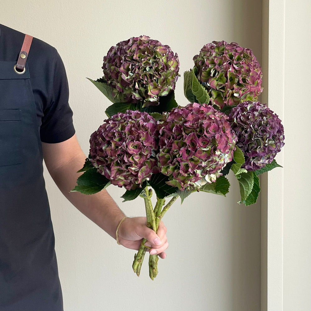 Hydrangeas - Royal Palace Classic Purple