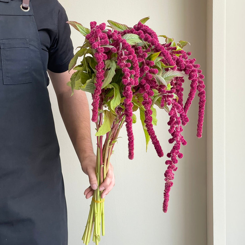 Amaranthus Hanging Caudatus Rosary Red