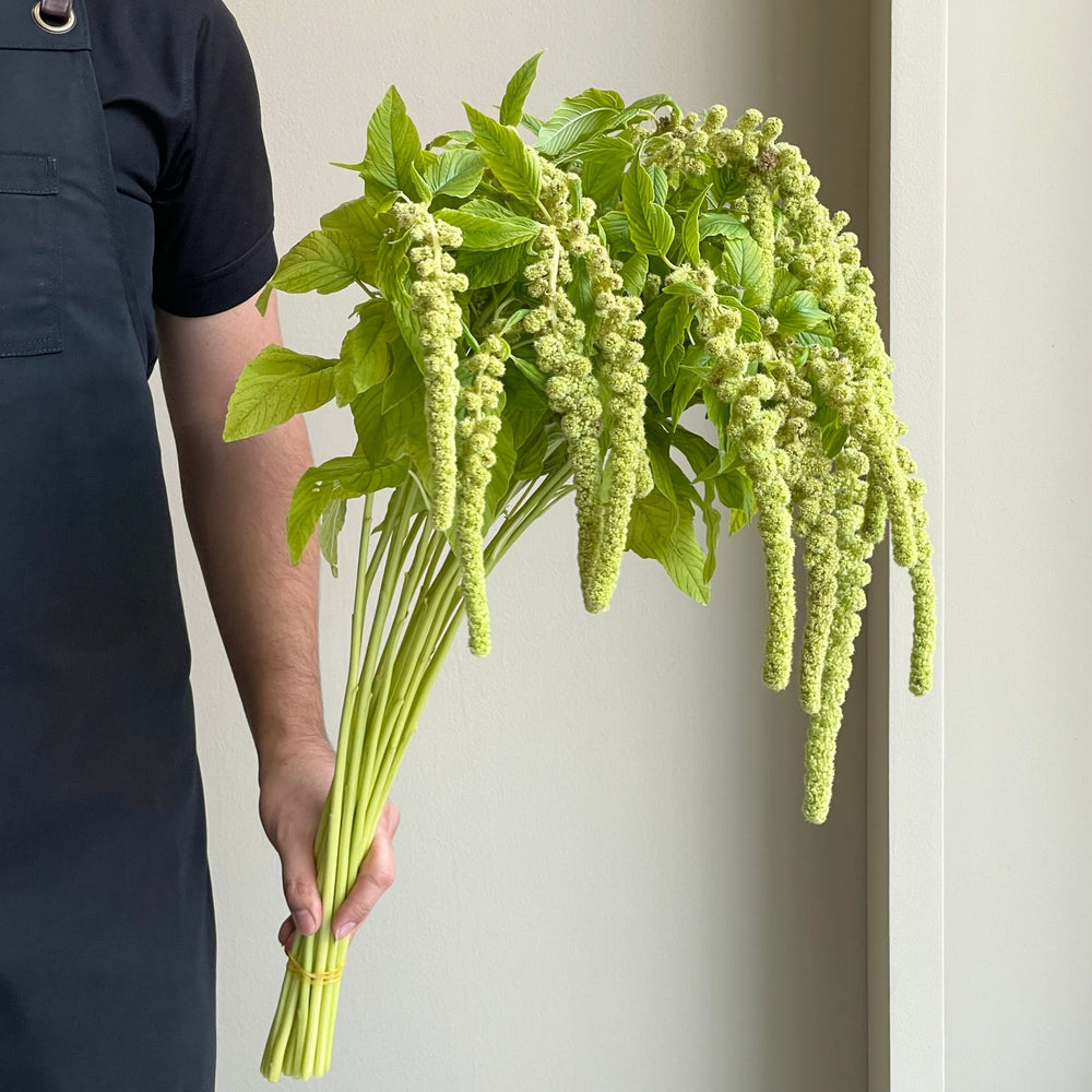 Amaranthus Hanging Caudatus Cycloop Green