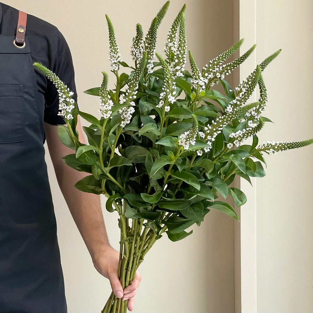 Veronica - Smart Luna