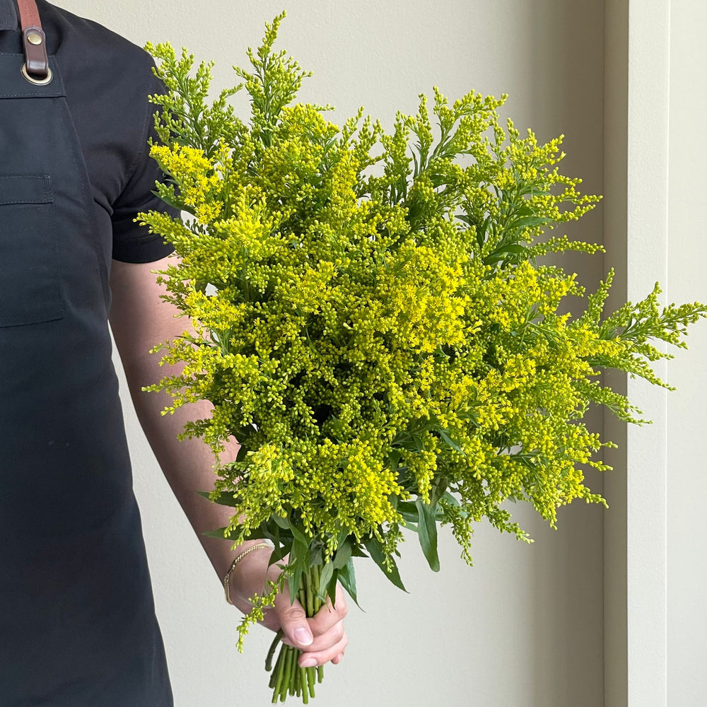 Solidago Carzan Glory