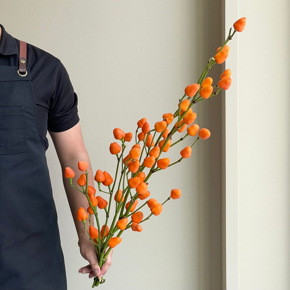 Capsicum Sierpepers Orange