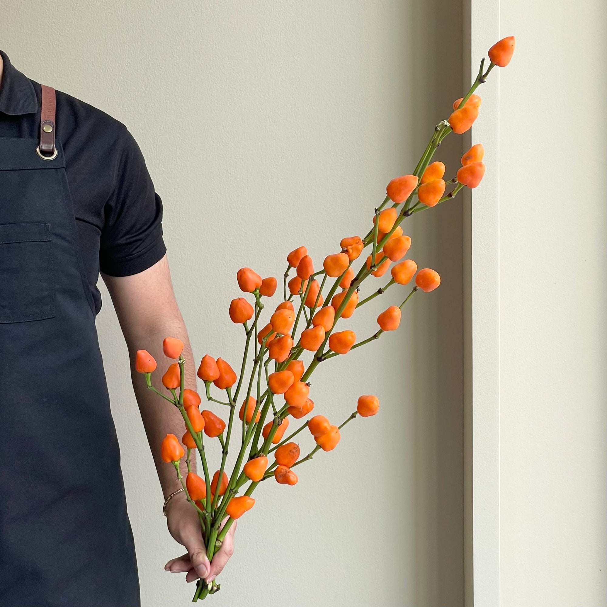 Capsicum Sierpepers Orange