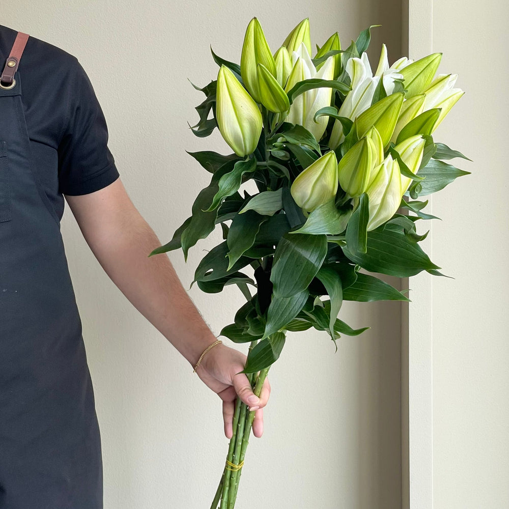 Lilies Oriental - Severn White