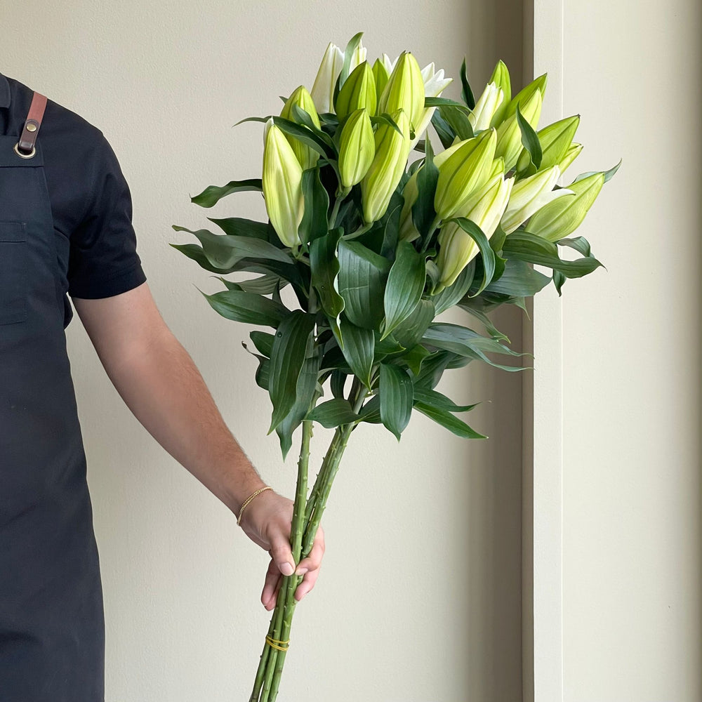 Lilies Oriental - Proposal White