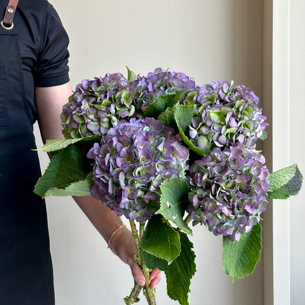 Hydrangeas - Verena Purple Classic