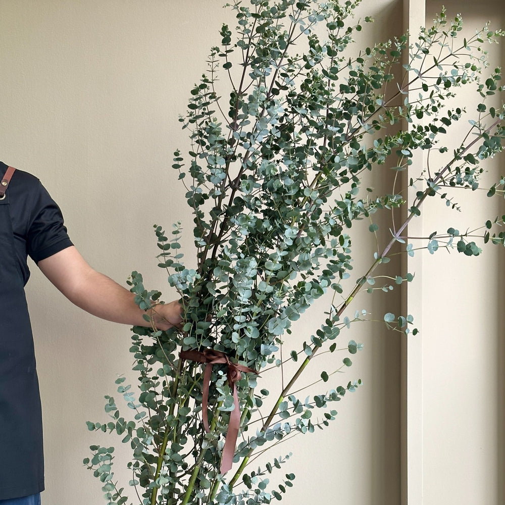 Eucalyptus Cinerea Azura Spray Tall (200cm)