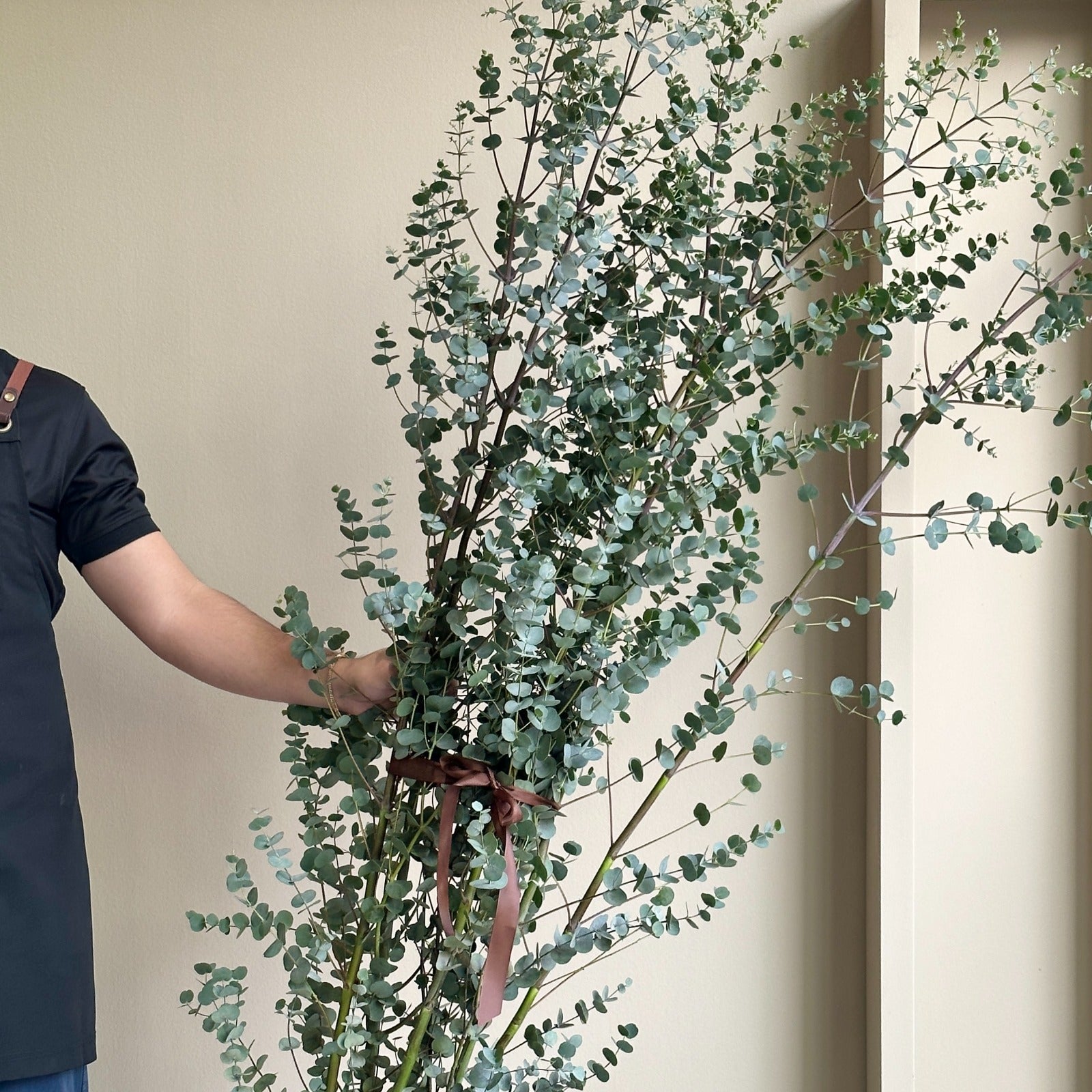 Eucalyptus Cinerea Azura Spray Tall (200cm)