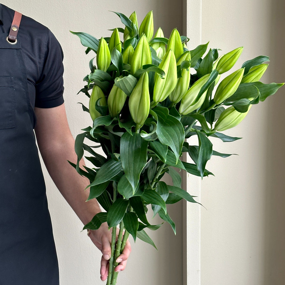 Lilies Oriental - Proposal White