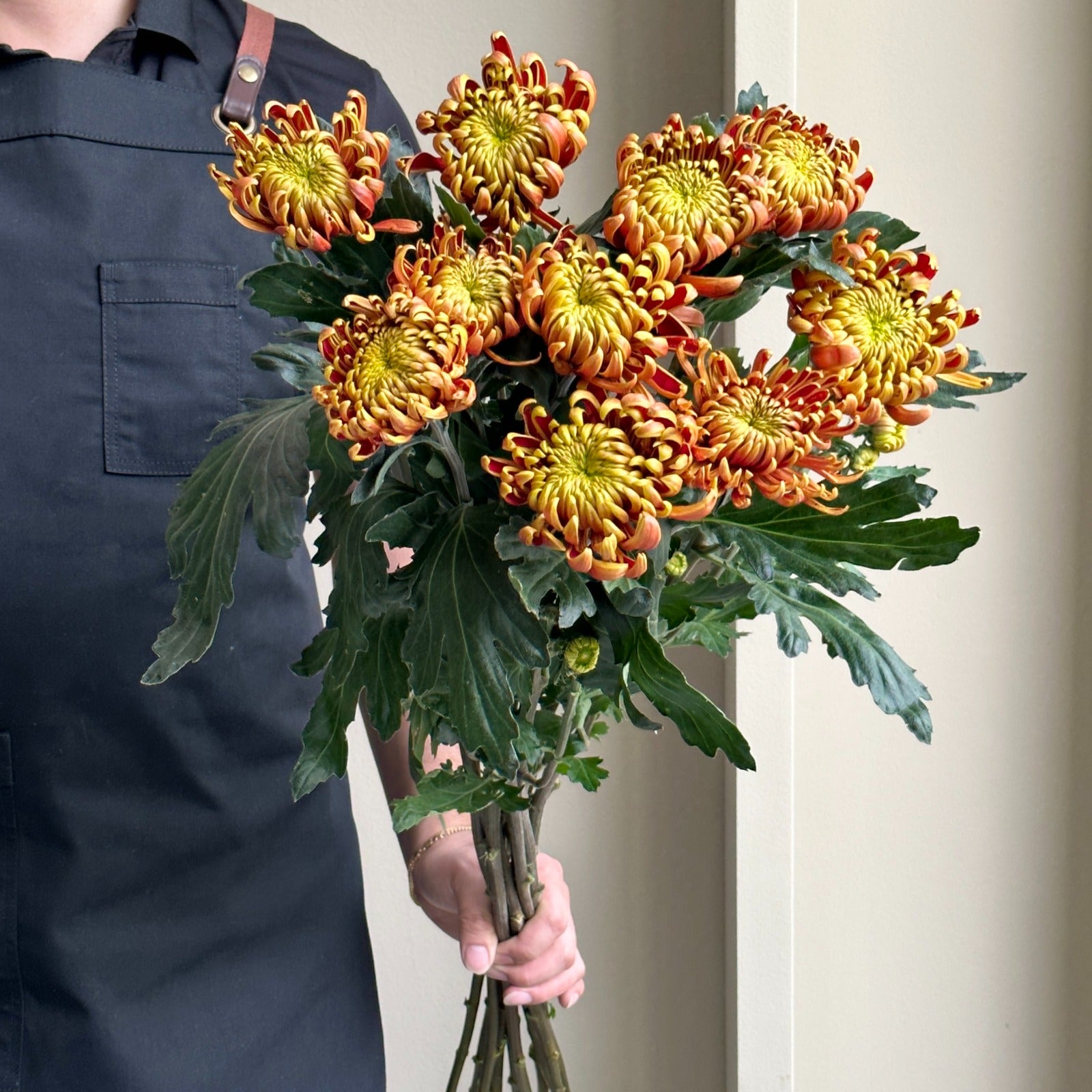 Chrysanthemums - Fuego Copper