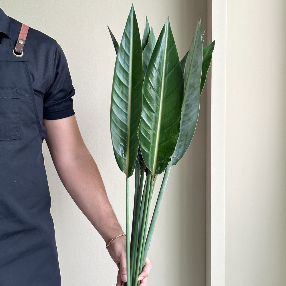 Strelitzia Leaves