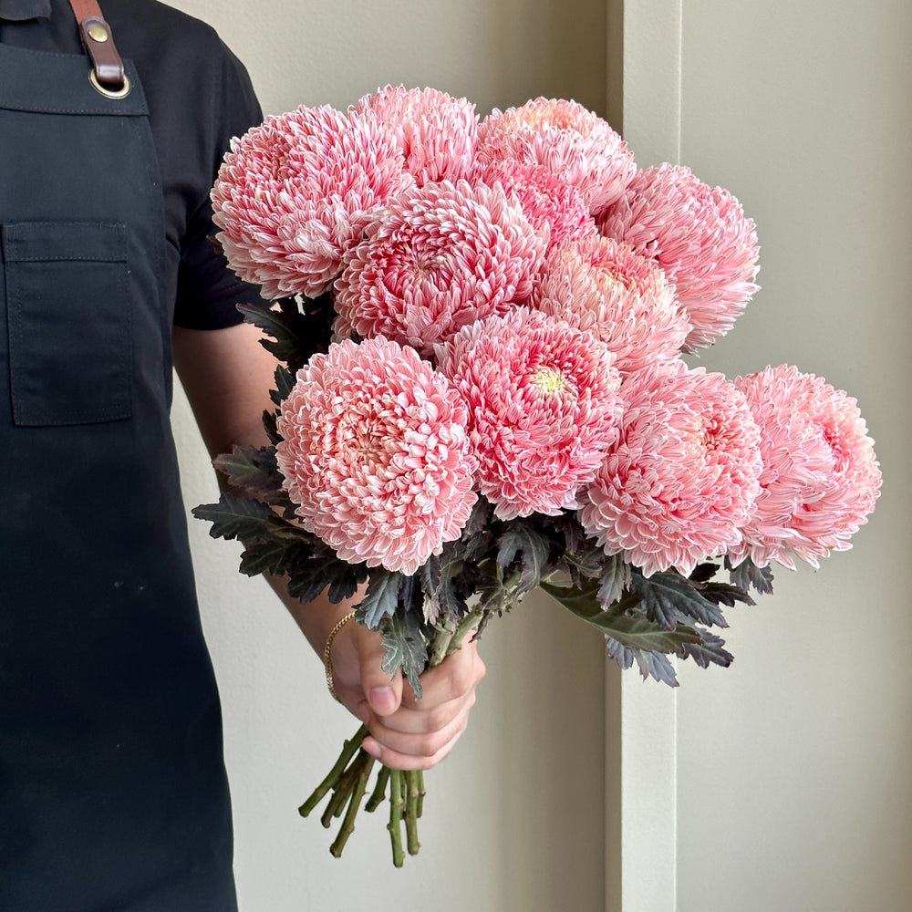Chrysanthemum Peony - Light Red