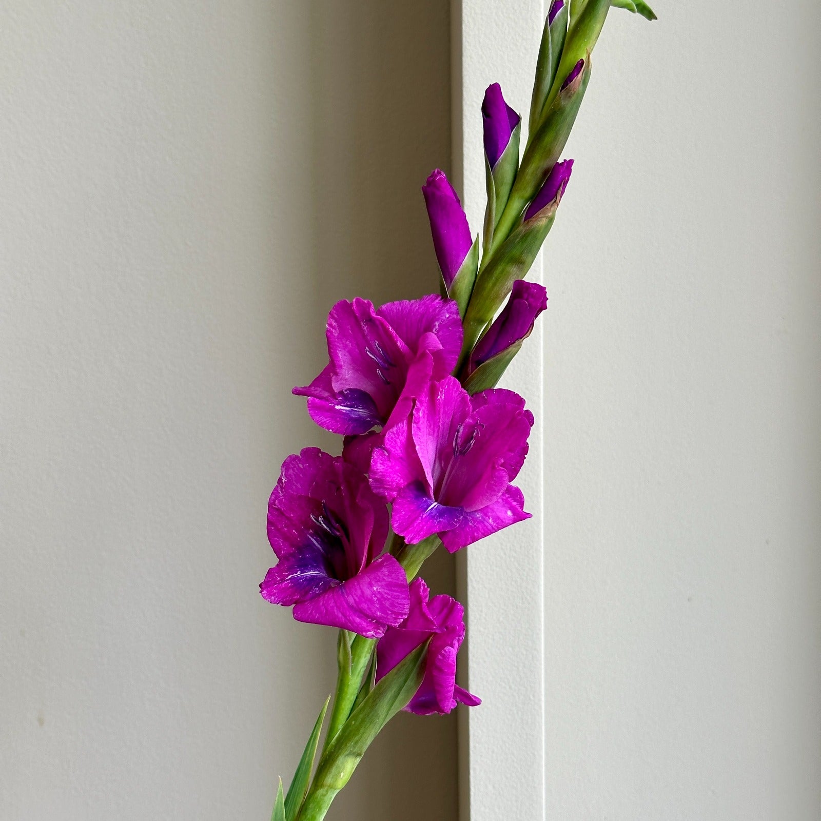 Gladioli - Mystic Magen