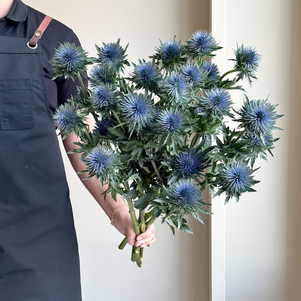 Eryngium Magnetar Questar Blue XL