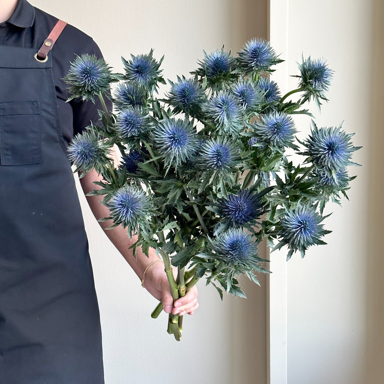 Eryngium Magnetar Questar Blue XL