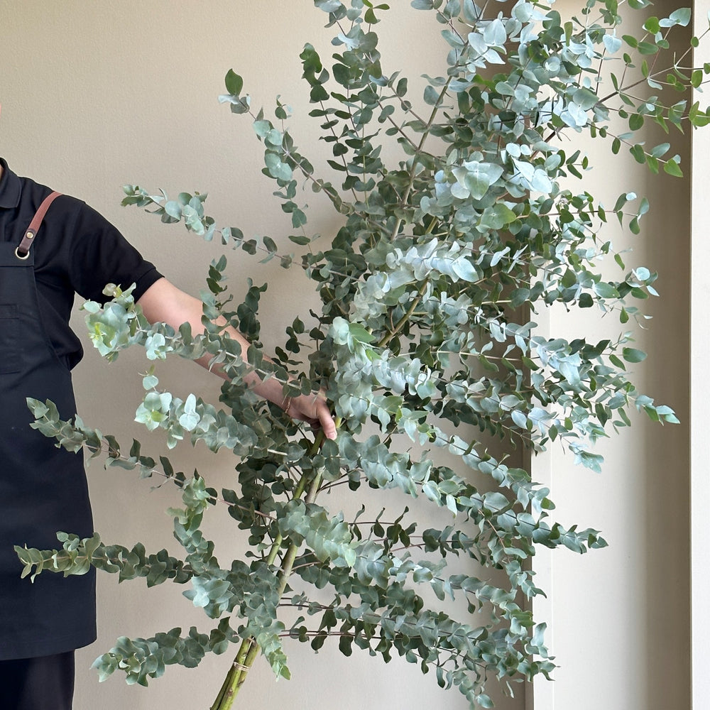 Eucalyptus Cinerea Branches Super Tall (200cm)