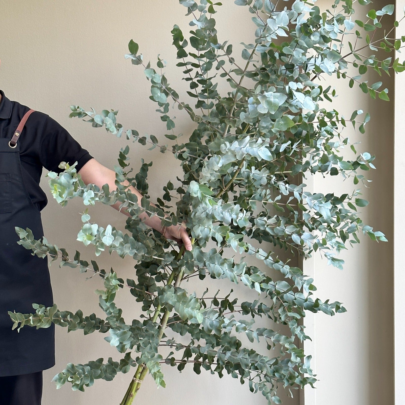 Eucalyptus Cinerea Branches Super Tall (200cm)