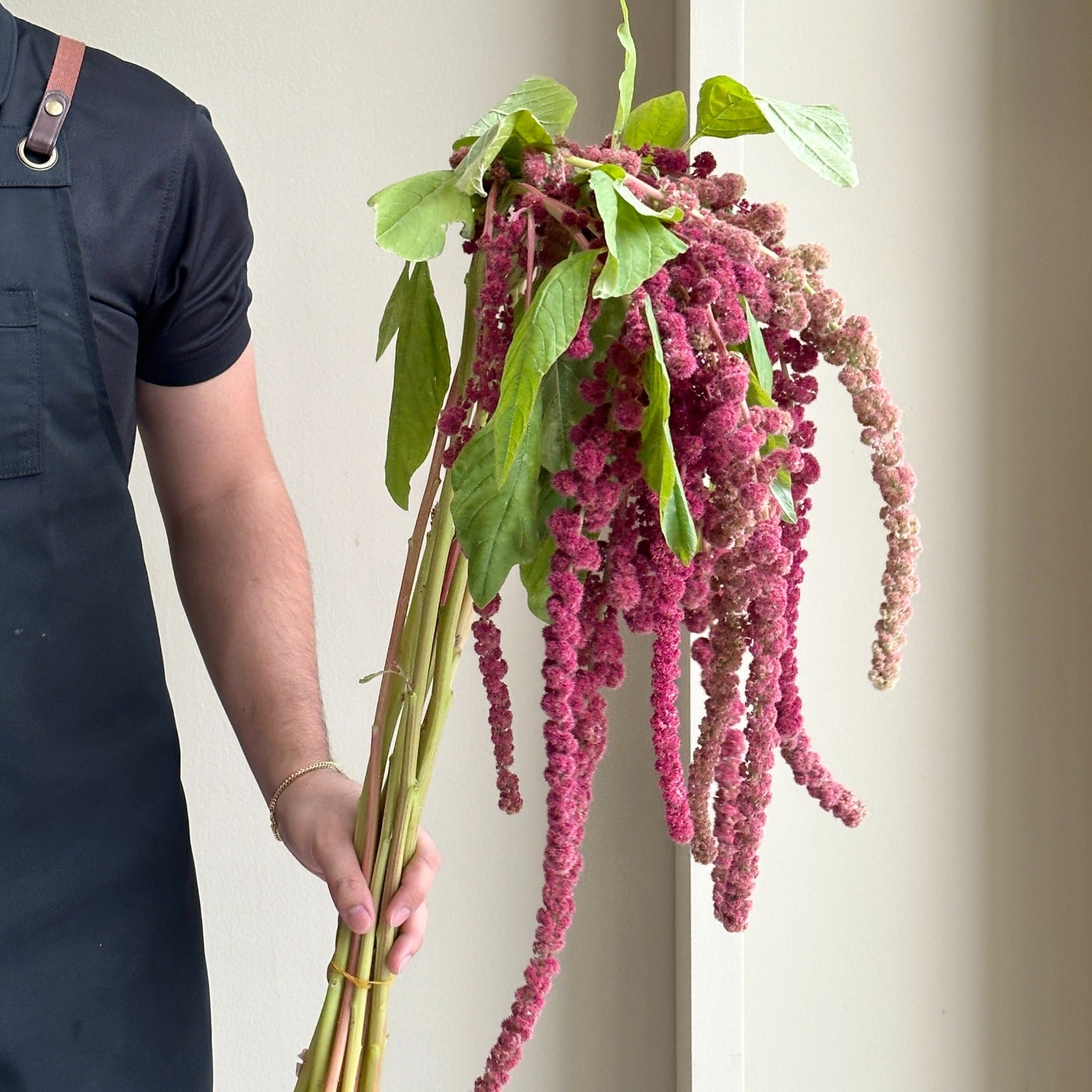 Amaranthus Hanging Caudatus Rosary Red