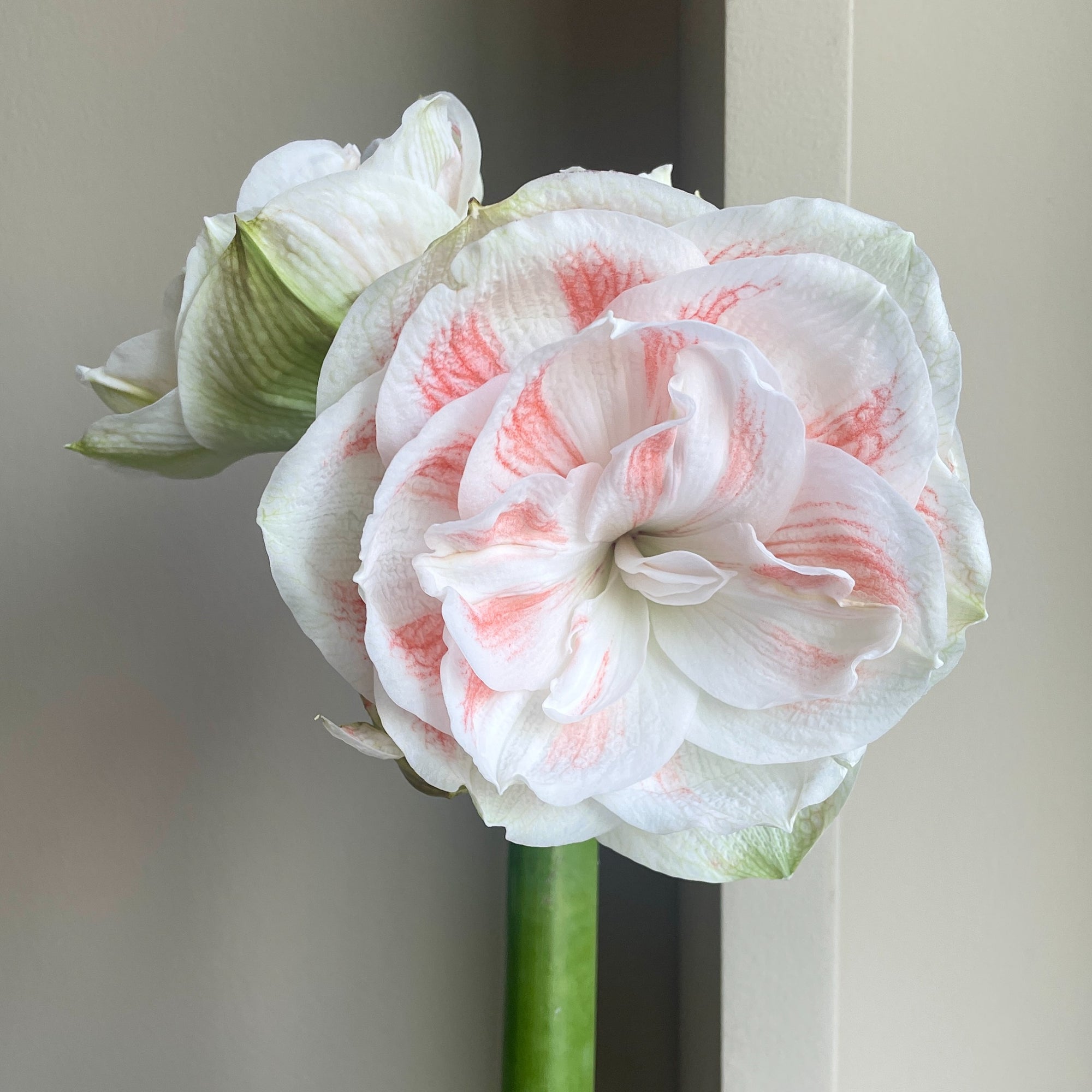 Amaryllis - Nymph (6 Stems)